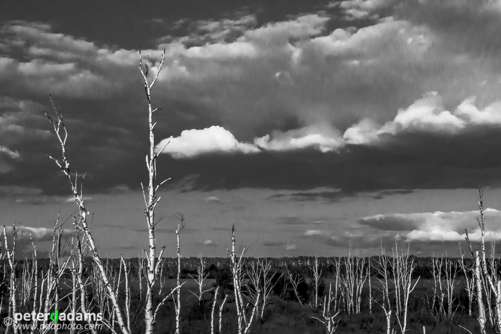 Dead Forest, near Barnaul, Russia