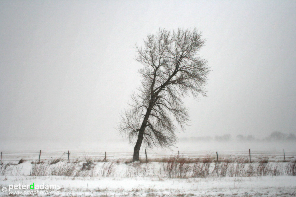 A Lone Tree, Nebraska