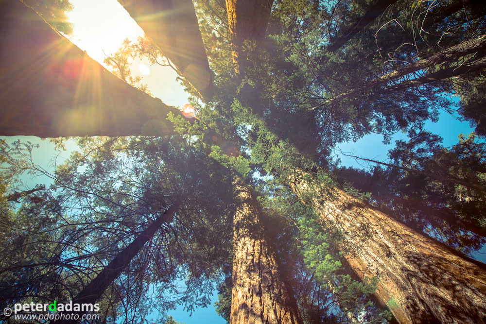 Standing Among Giants