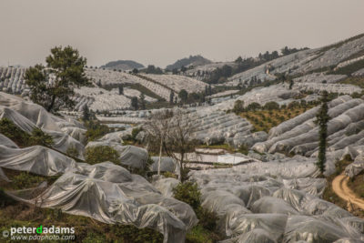 Tarps over Kumquat Trees, near Yangshuo