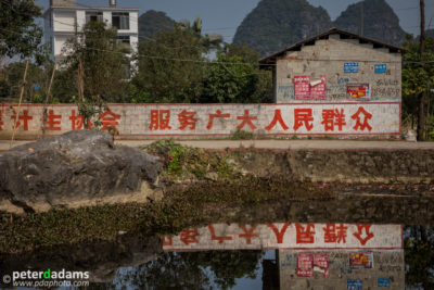 Tarps over Kumquat Trees, near Yangshuo